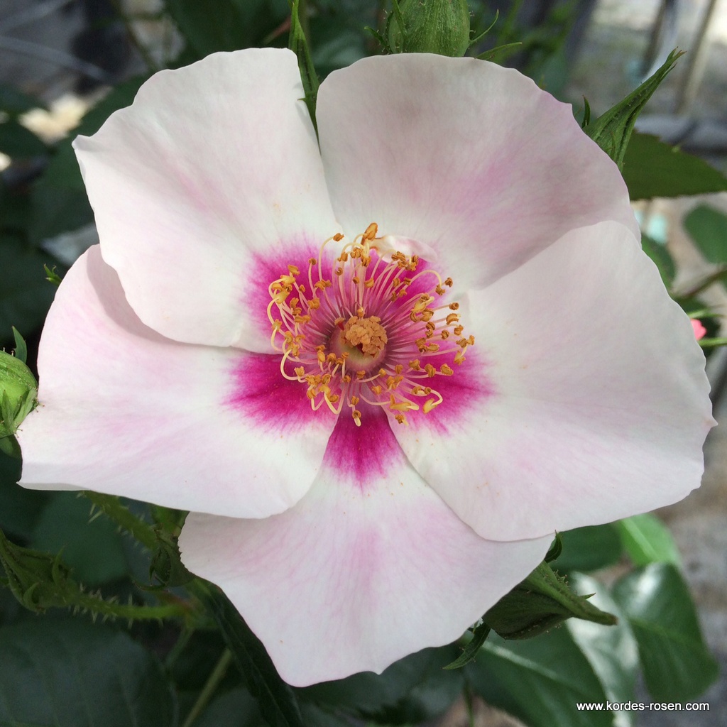 Роза флорибунда Си Ю Ин Ред